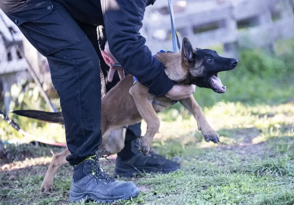 training-of-belgian-shepherd-2022-02-22-06-47-37-utc-scaled training-of-belgian-shepherd-2022-02-22-06-47-37-utc-scaled
